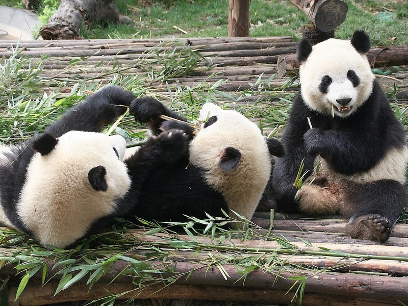 Наблюдающая панда